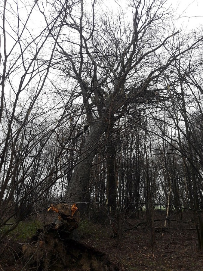 Wald von Brinkmann bei Blumroth