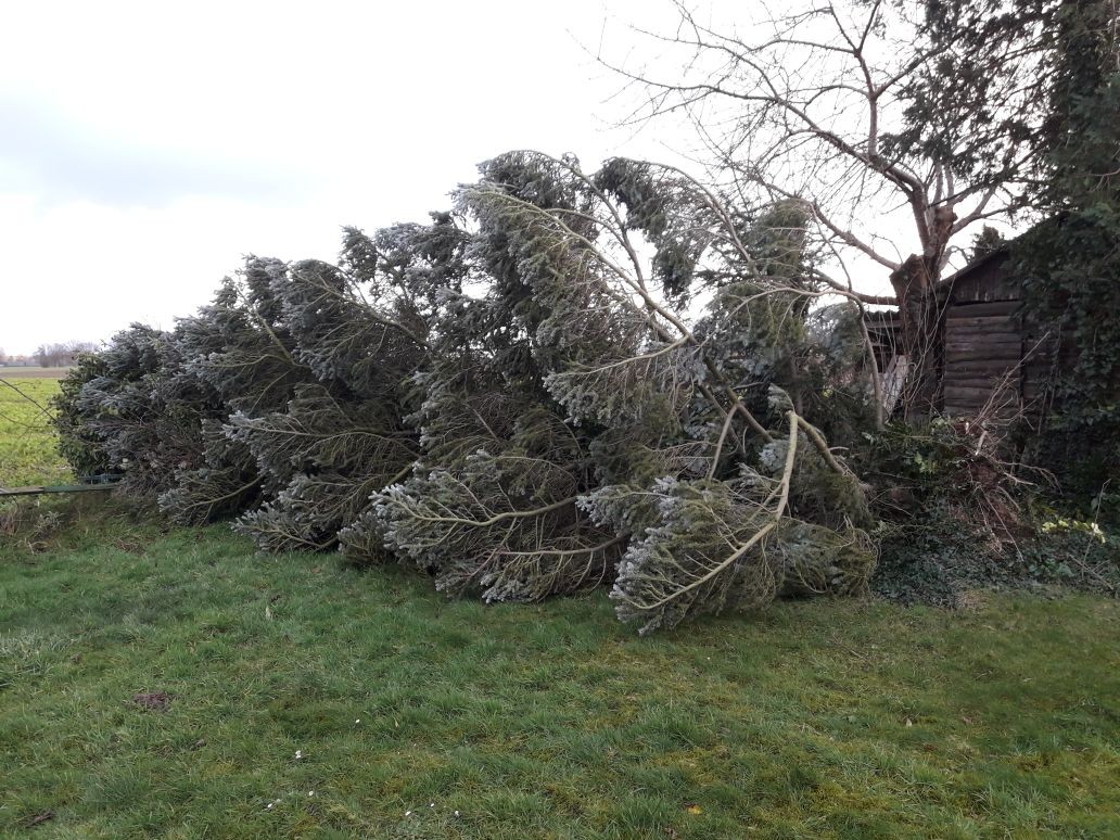 Baum bei Leni Hagen