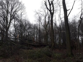 Sturm Friederike