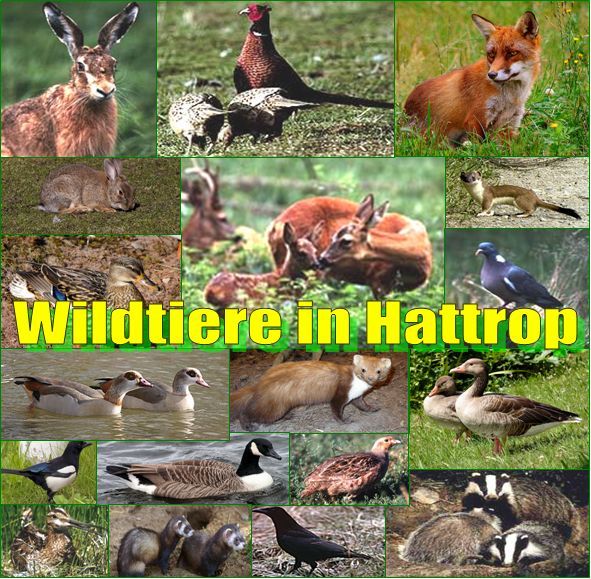 Wildarten in Hattrop